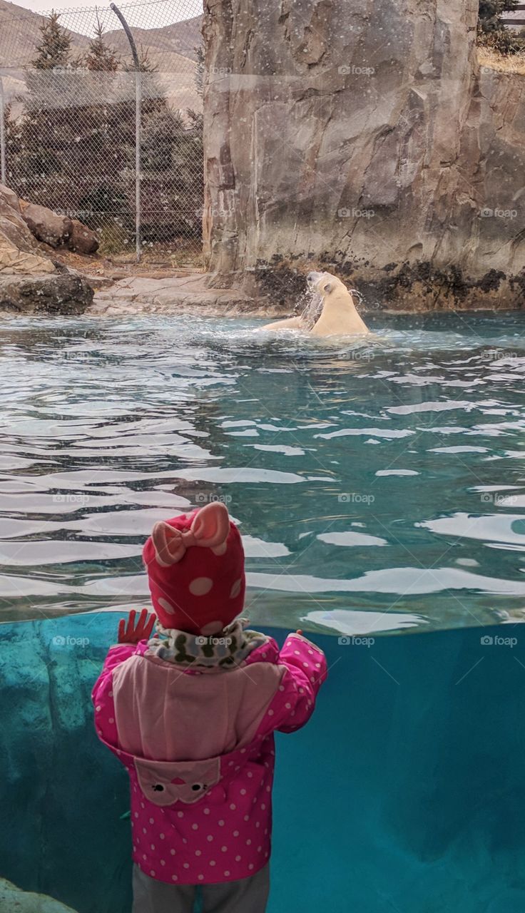 little girl watching polar bears play in the water at the zoo