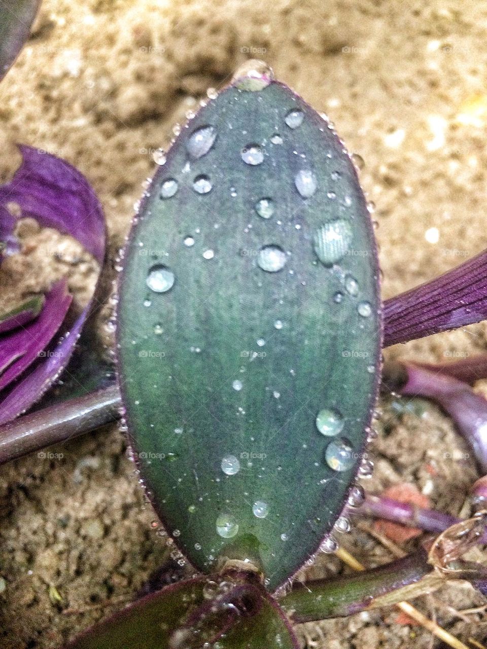 Drops on leafs
