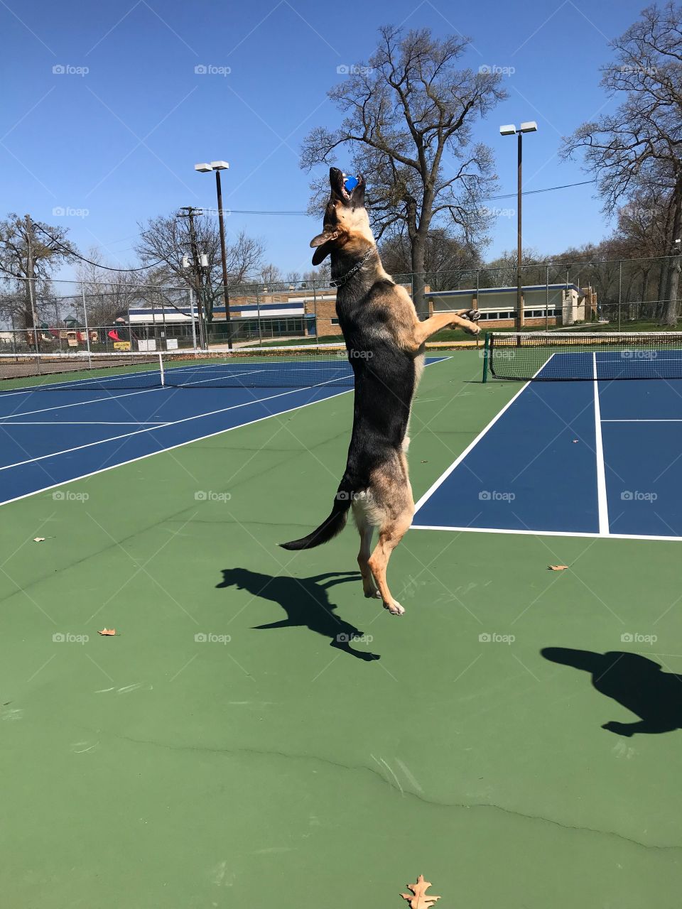 German Shepherd Dog happily jumping for a toy on a tennis court.