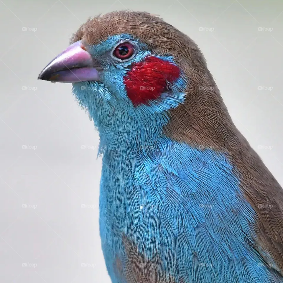 fairy bird