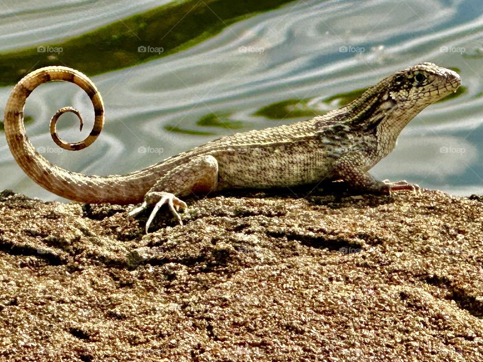 Northern curly-tailed lizard - Pets aren’t always the easiest subjects to photograph. No matter how many times you ask them to look at the camera, in the end, they’re going to do whatever they want to do.