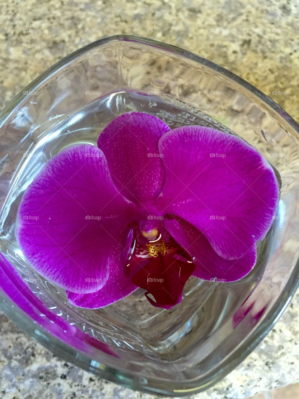 Orchid