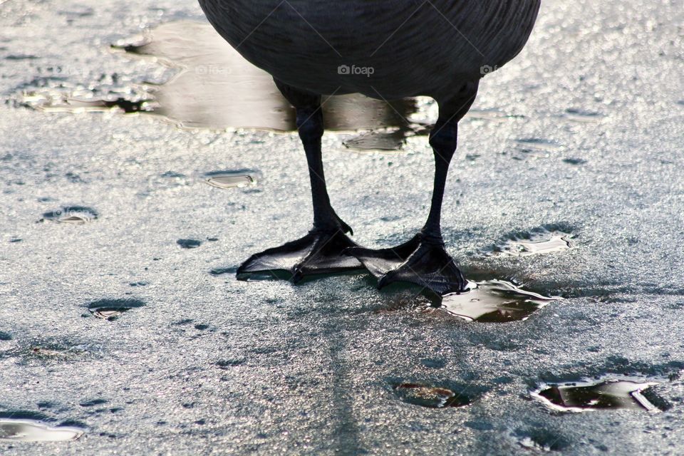 Duck on Frozen Pond