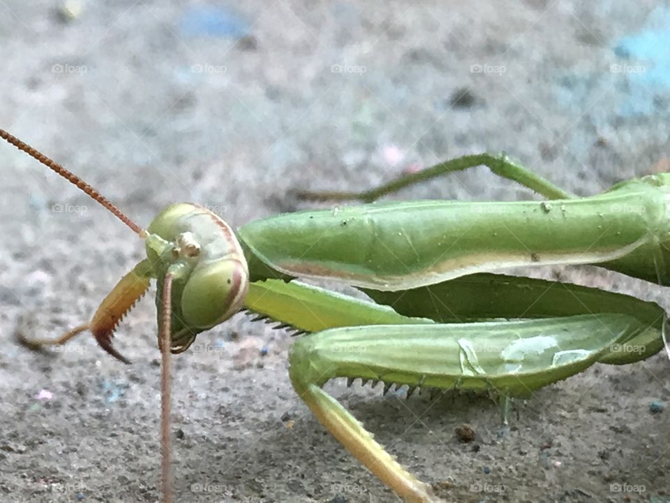 Green praying mantis taking a closer look