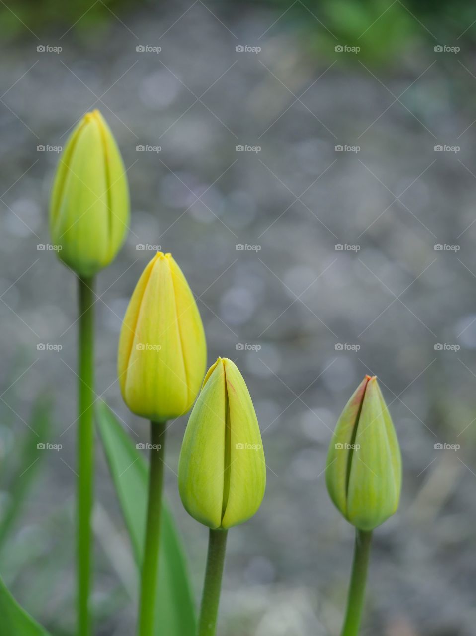 Tulip buds