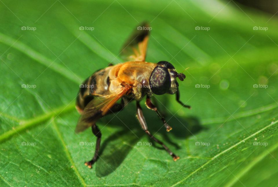 a crash land hornet