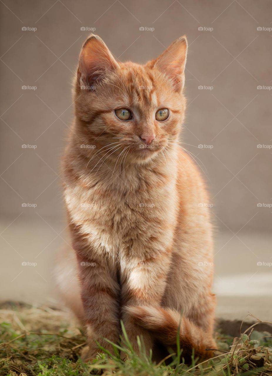 Close-up portrait of orange cat outdoors 
