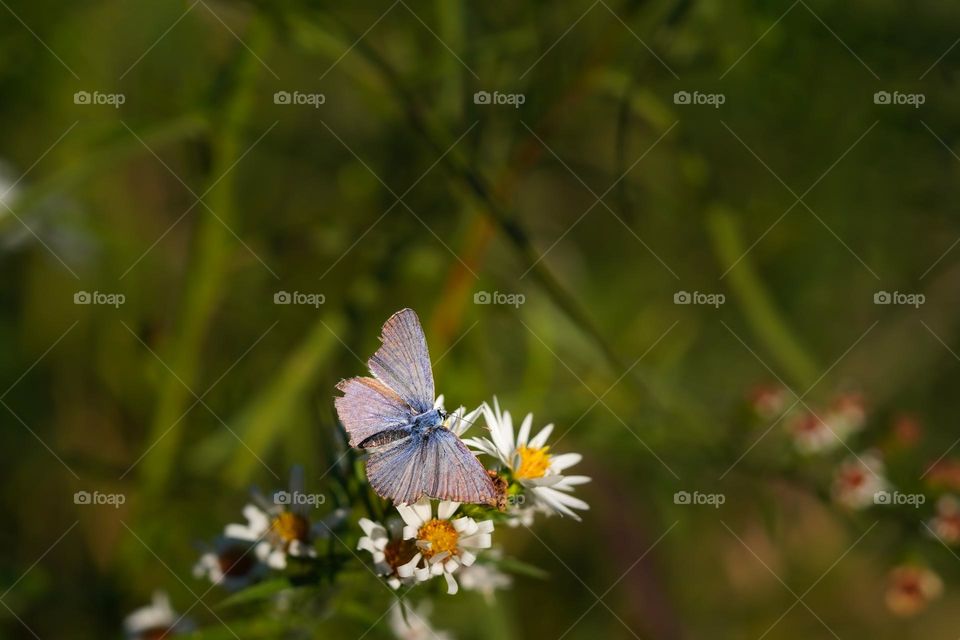 Blue butterfly on the flower 