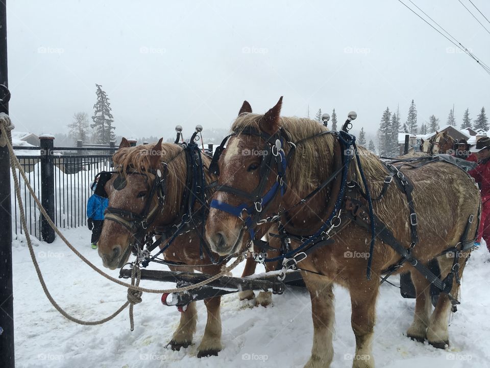 Sleigh horses 