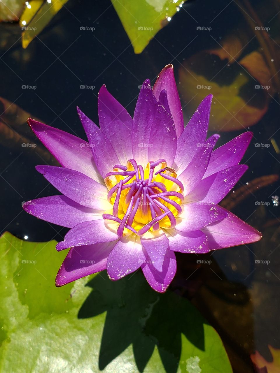 Beautiful purple water lily
