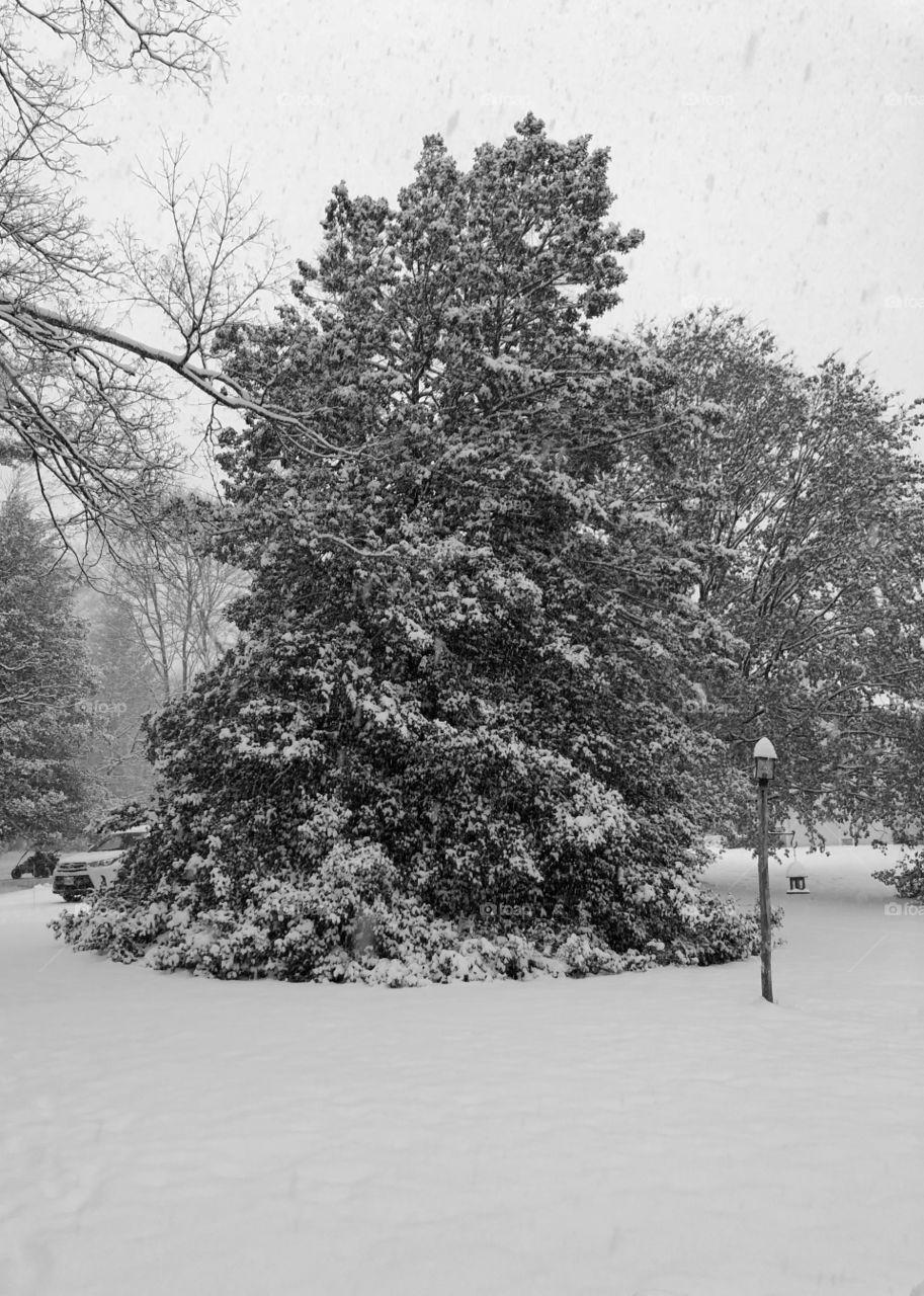 My huge holly tree!!! Talk of the block 