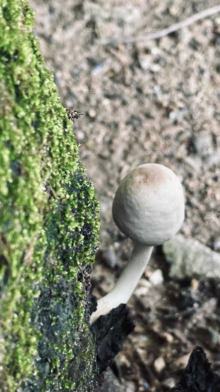 Fungus