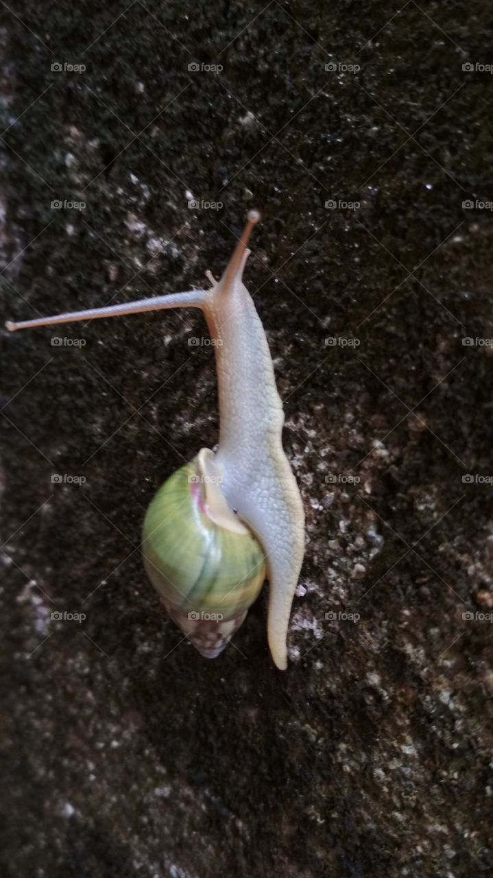 Snails are land animals classified in the achatinidae tribe. Snails are different from conch king, rice snail or recline.