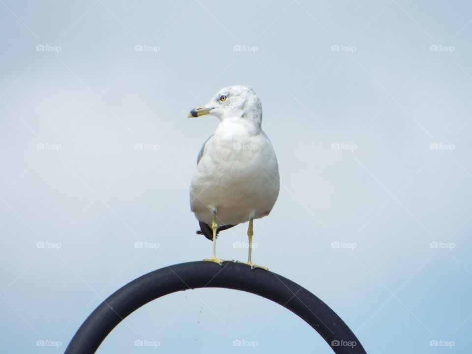 seagull