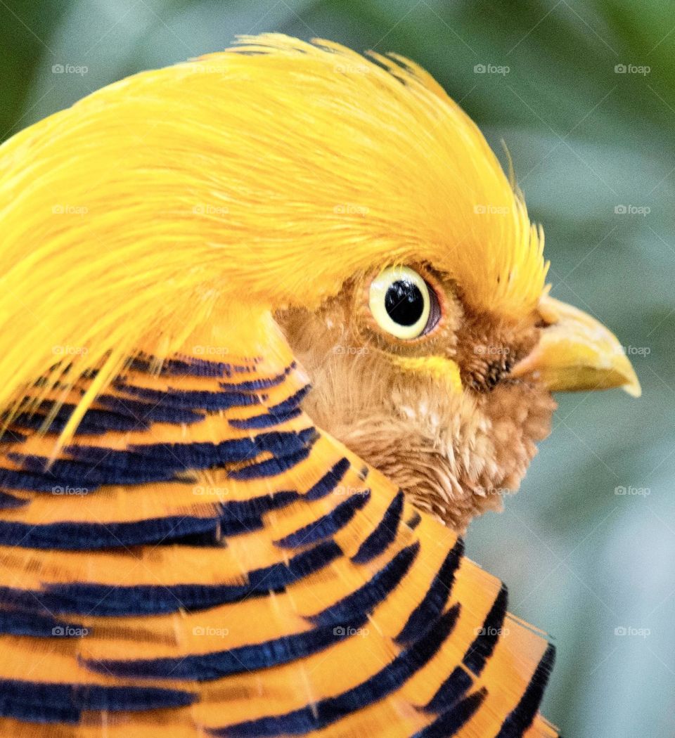 Golden Pheasant 