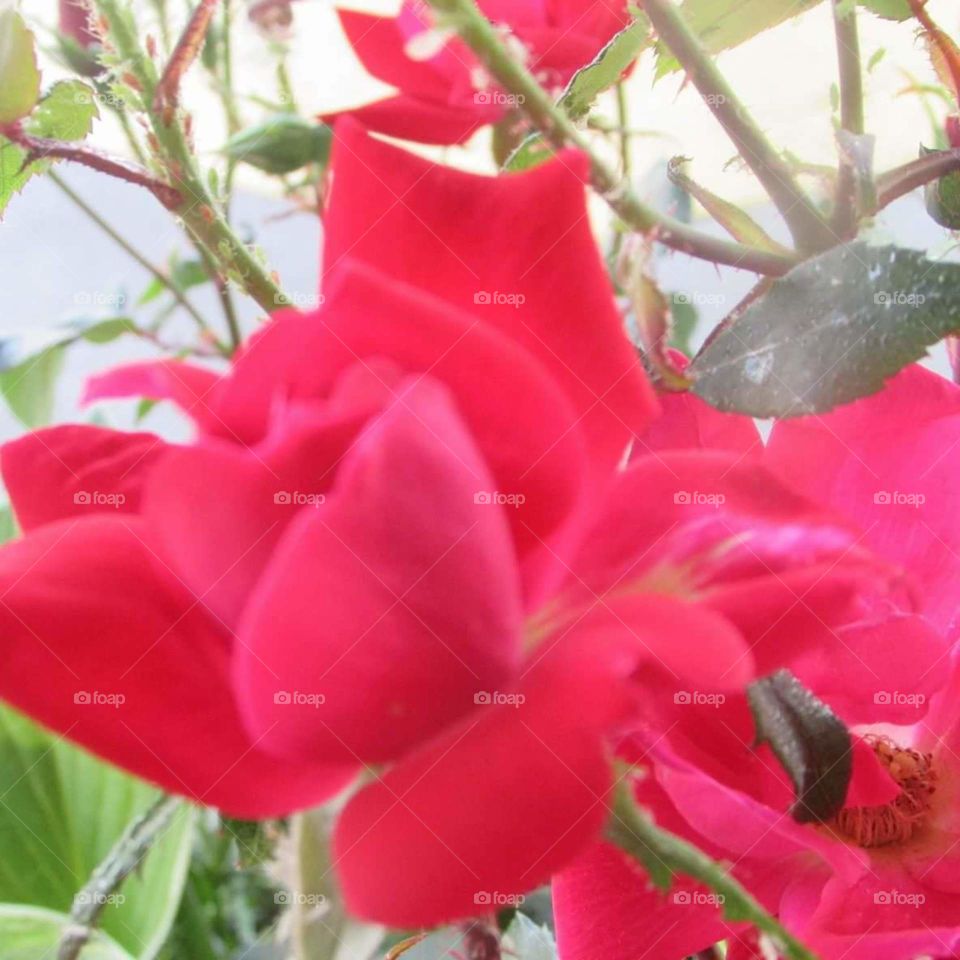 velvet red rose