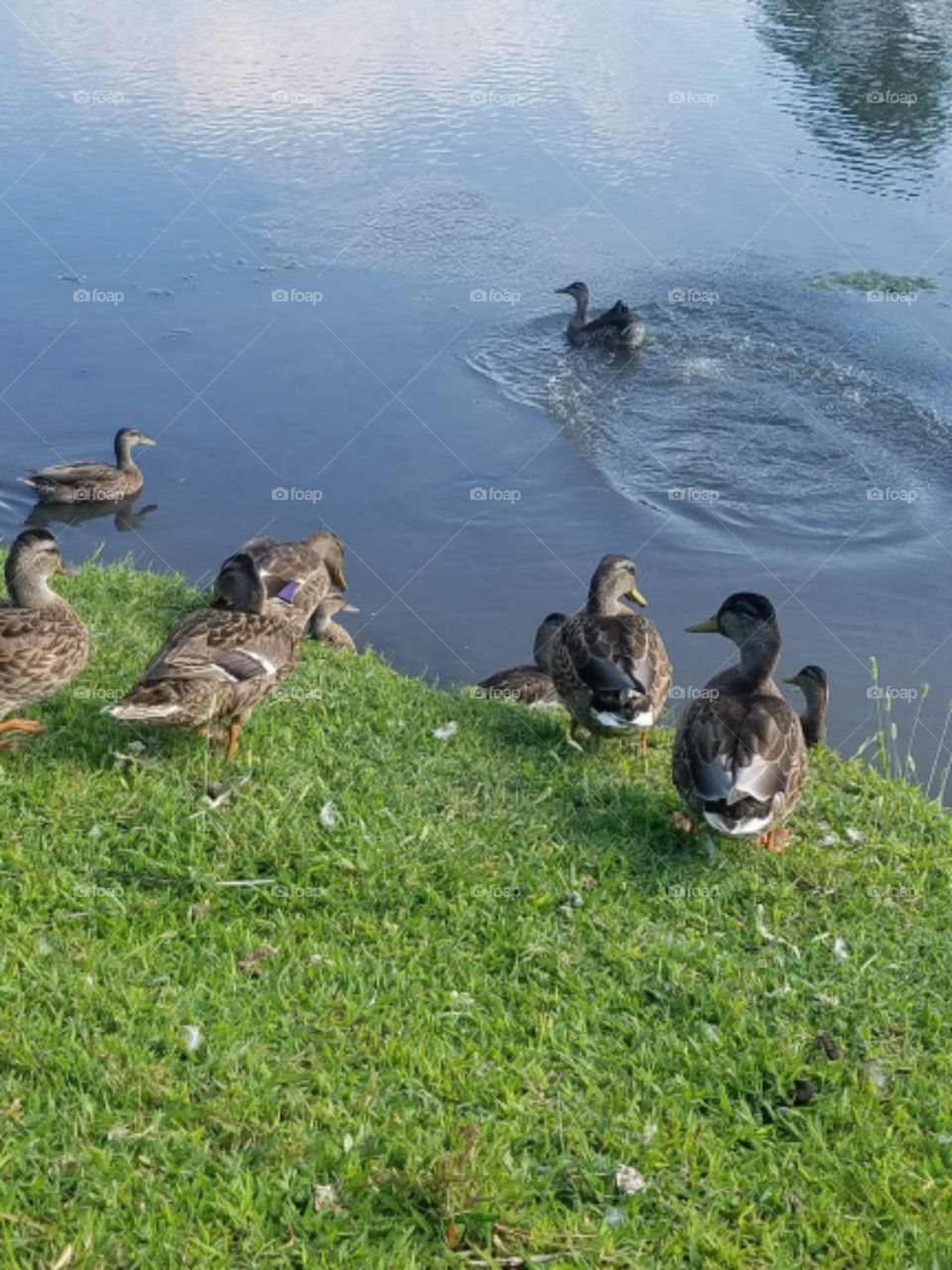 Duck Ponds