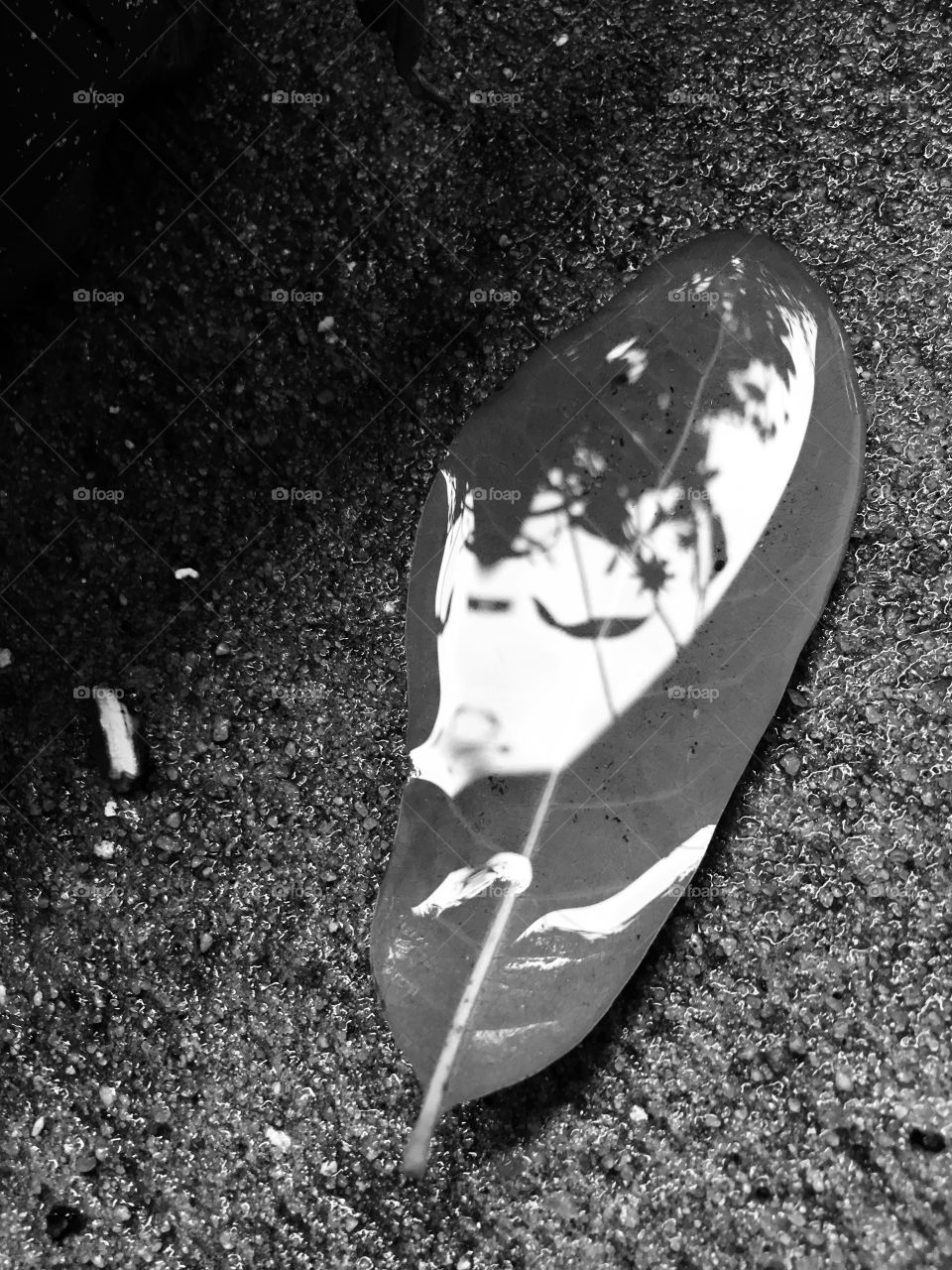 World of reflection in a leaf 🍃