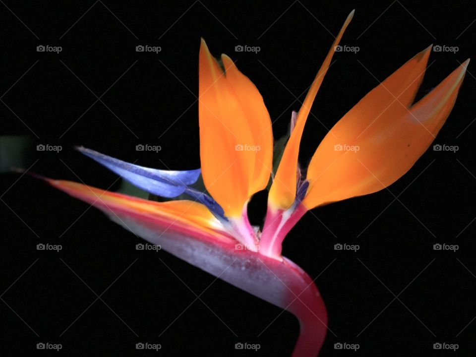Stunning and Beautiful Tropical Bird of Paradise! Perfect Canvas Art, Screensavers, Desktop, Greeting Cards, Metal Art.