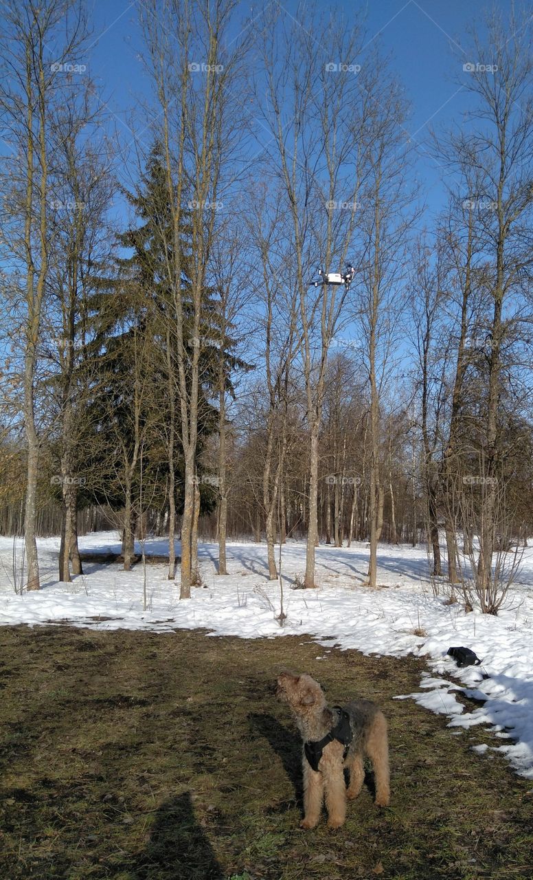 quadcopter and dog winter landscape in the solar park