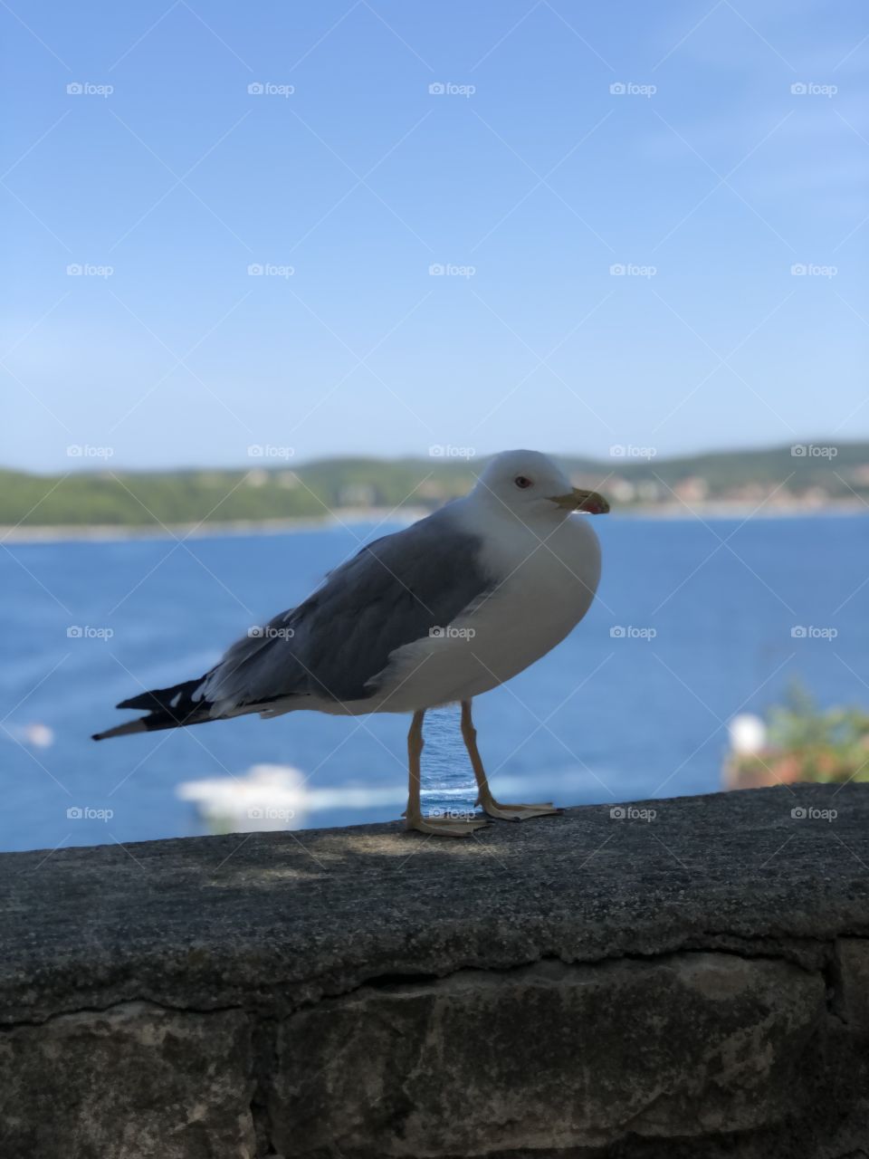 Seagull perched on a stone wall with the Croatian Adriatic Sea in the background