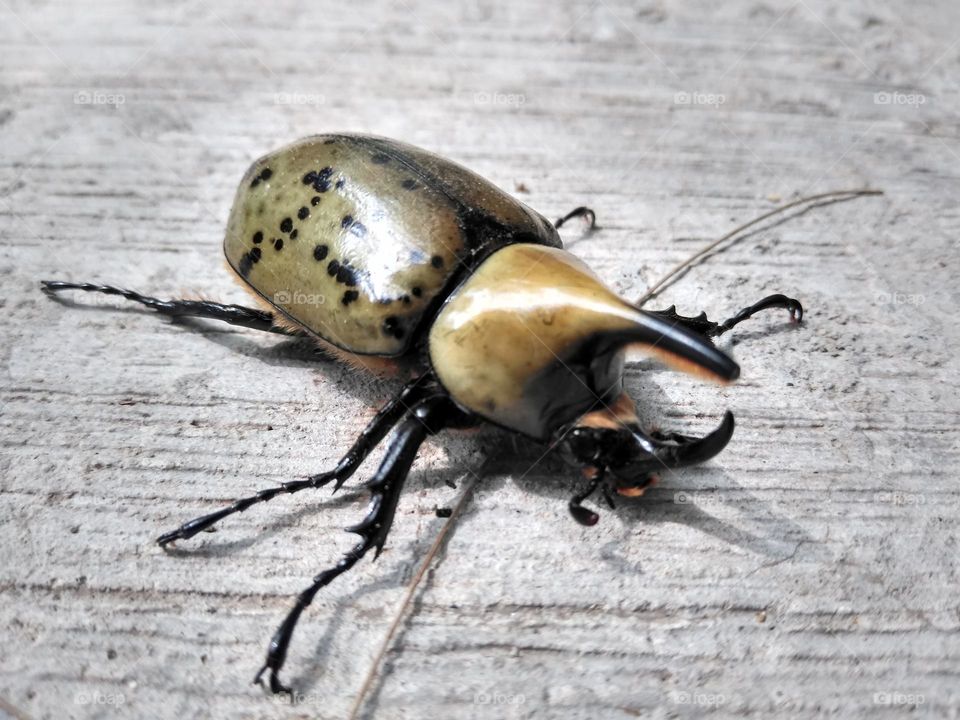 Hercules beetle