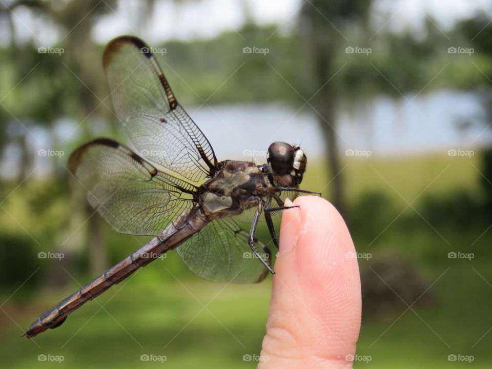 dragonfly on finger