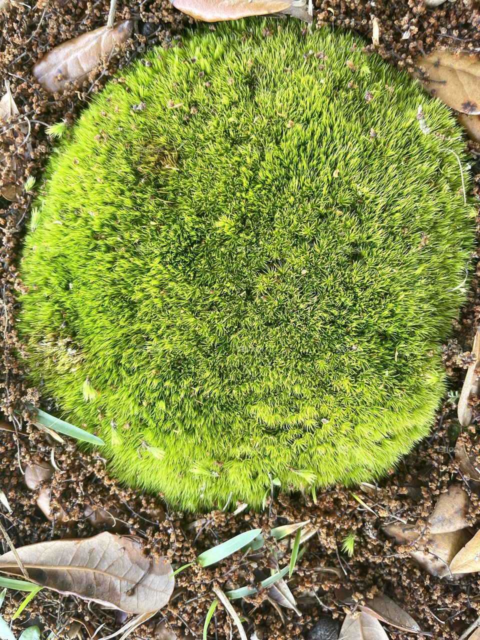 Lush, Green Pin Cushion Moss Growing in North Carolina near the roadside. 