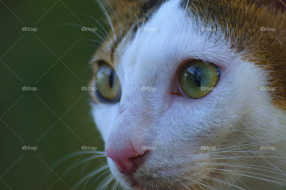 Close-up Portrait a Cat