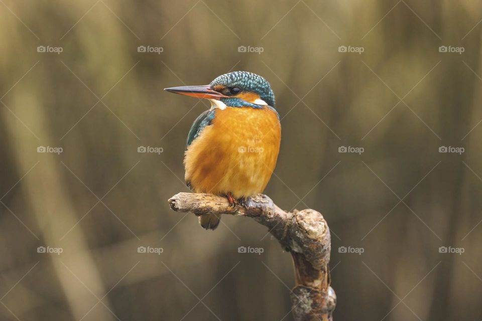 I just love the kingfisher. Close to my house lives a couple of them, and i enjoy watching them fishing😊