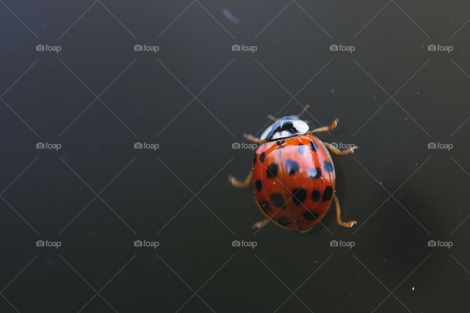 Cute little red lady bug