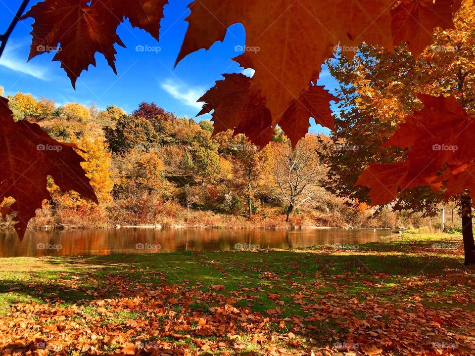 Scenic view of autumn trees