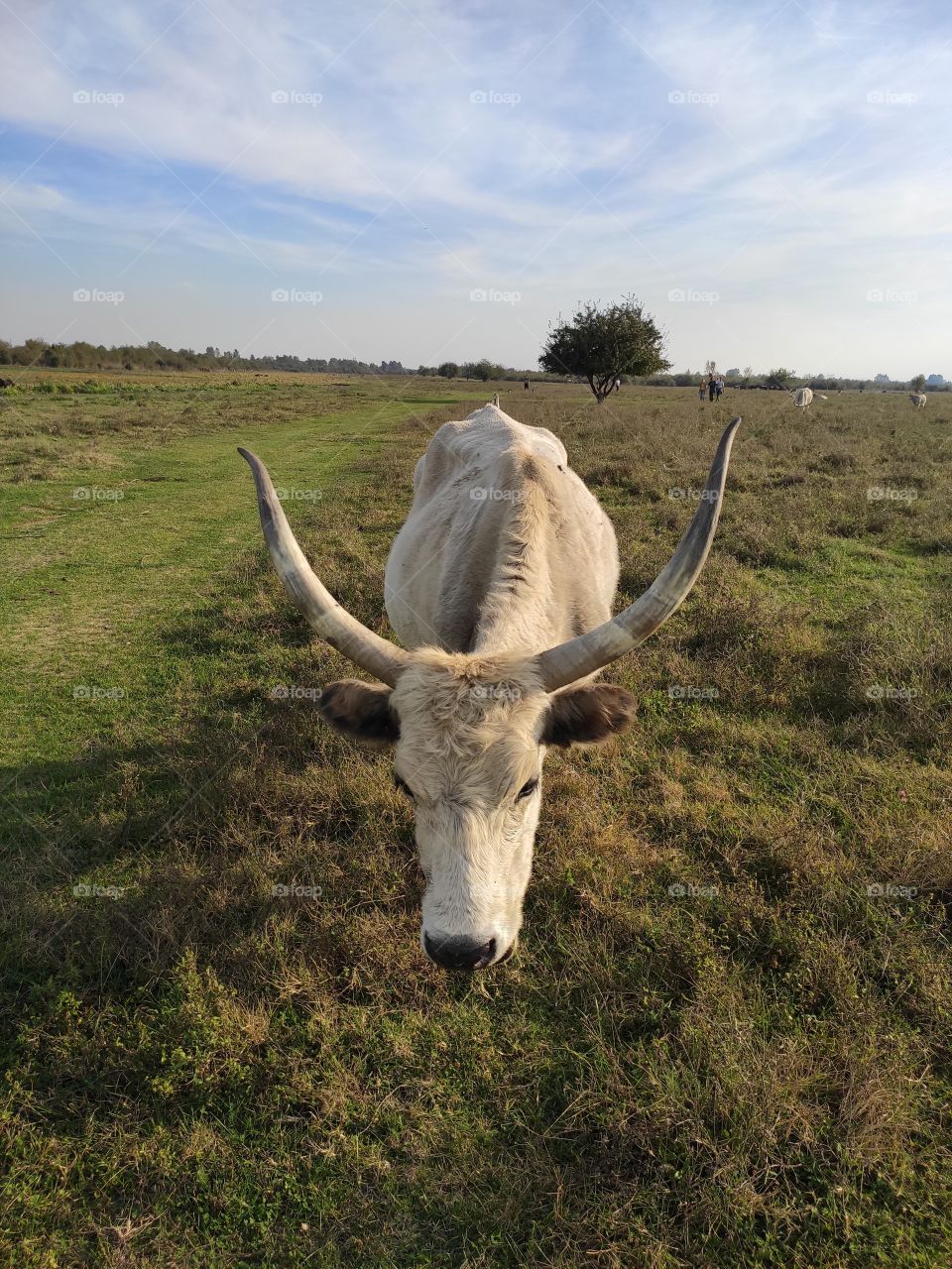 Zasavica Nature Wildlife Reserve Serbia domestic indigenous cattle grazes on the field named Podolac or Podolsko cattle