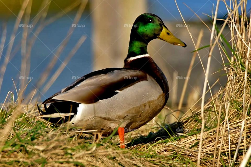 Close up on a Mallard strolling on the edge of the pond of Suscinio's castle
