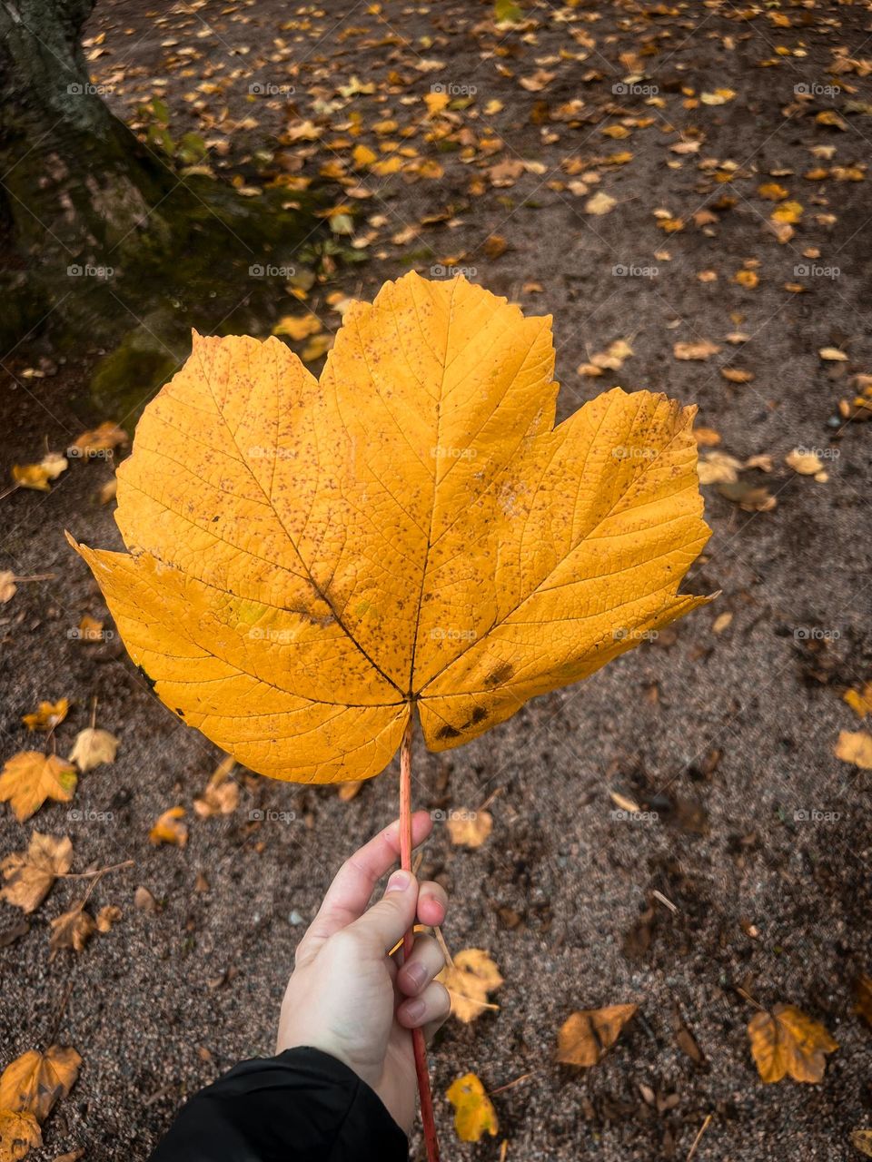 Big yellow leaf