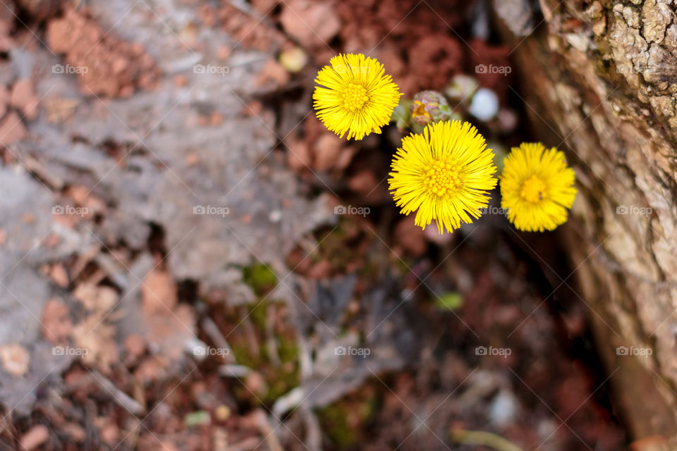 Three step  yellow flow