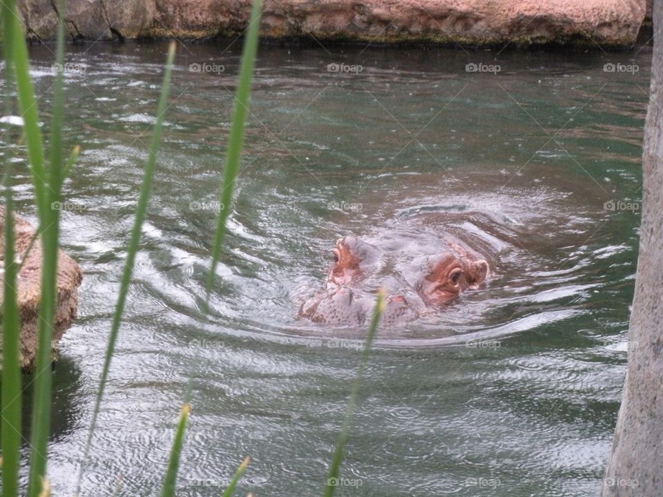 Hippo