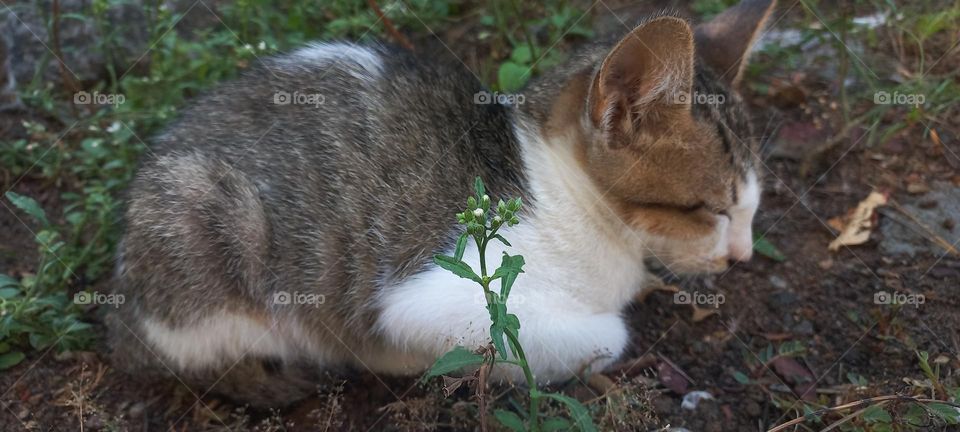 Kitten sleeping among the grass