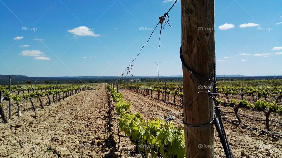 vineyard in a sunny day