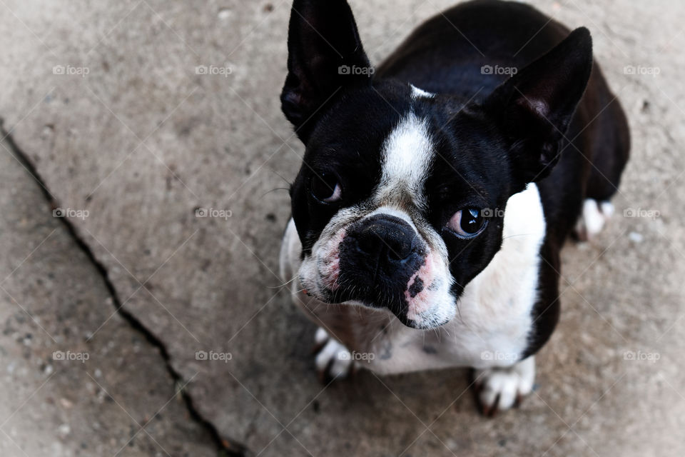 boston terrier