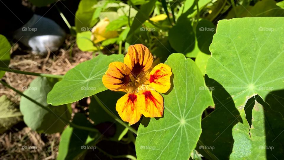 Tropaeolum manhã