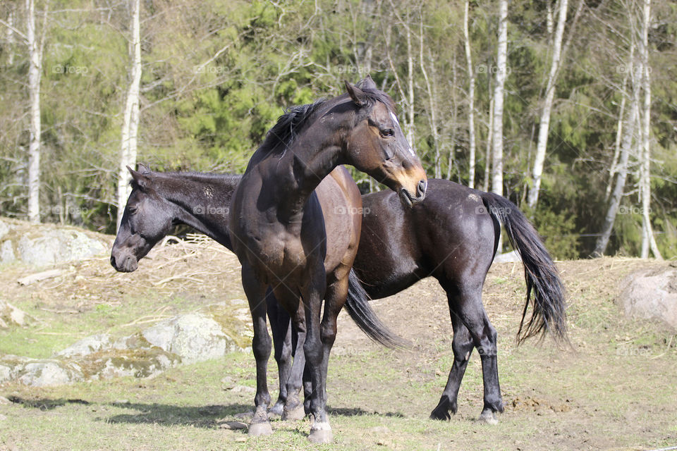 brown horses