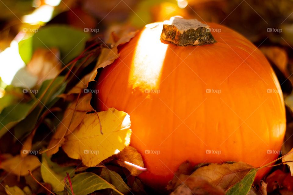 Pumpkin 