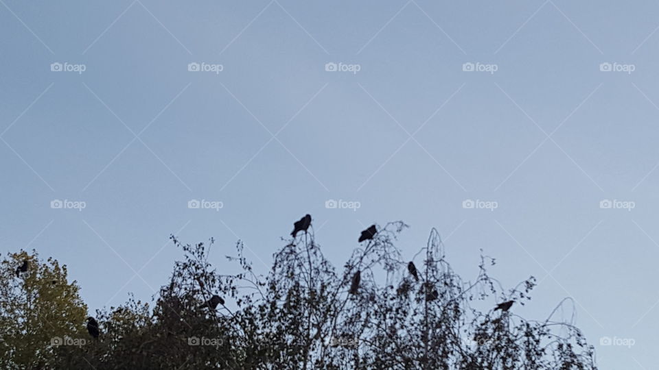 crows