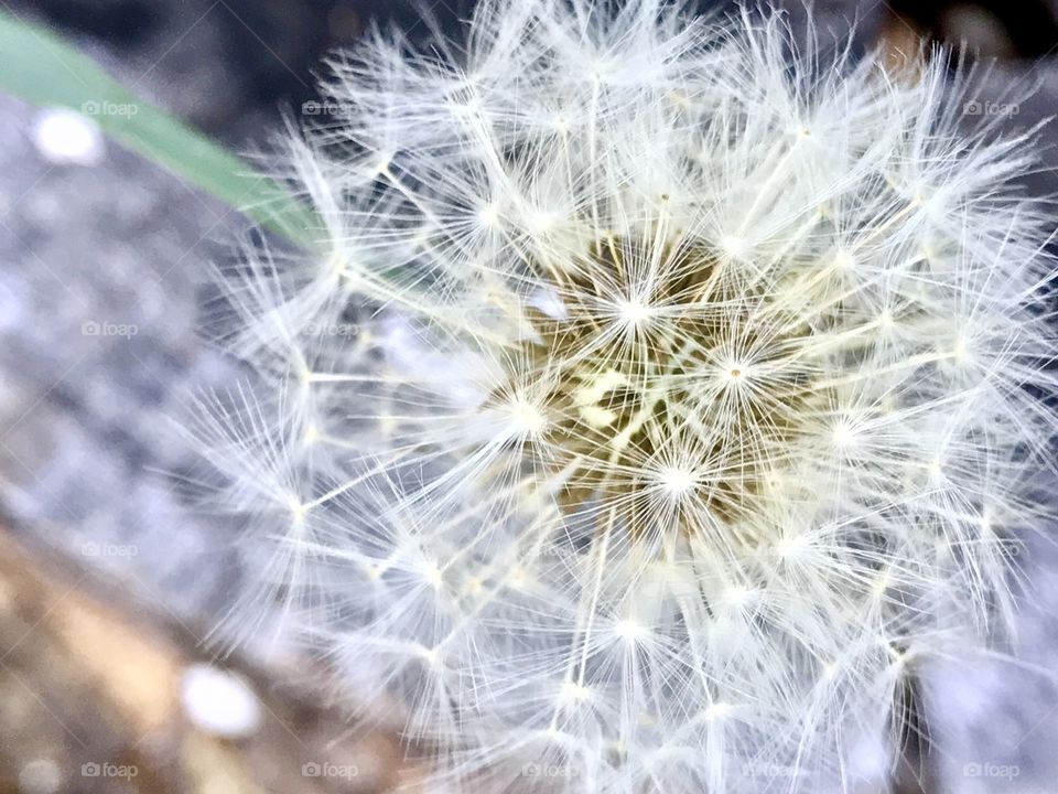 Dandelion 