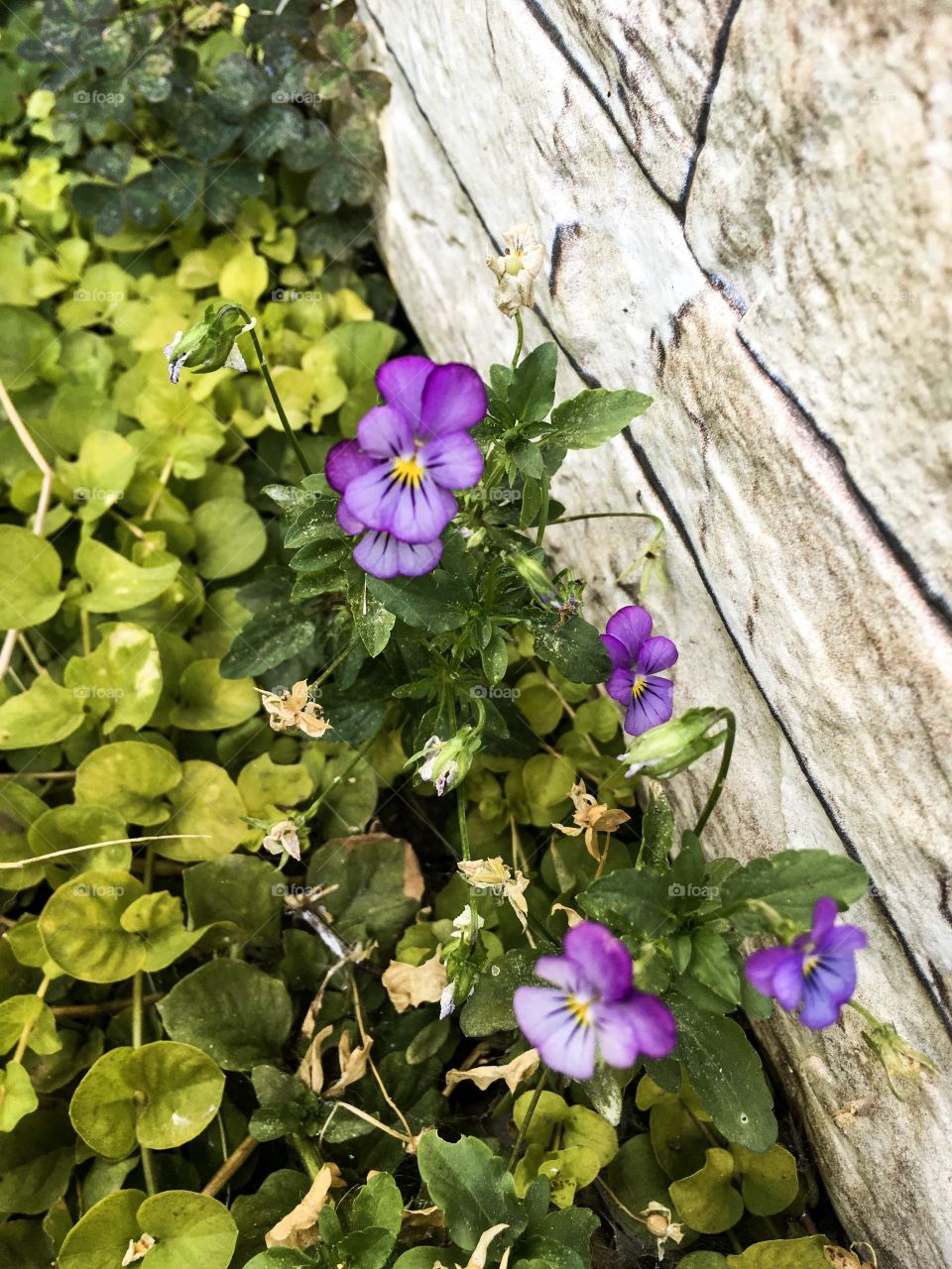 The summer purple gardening flowers background. 