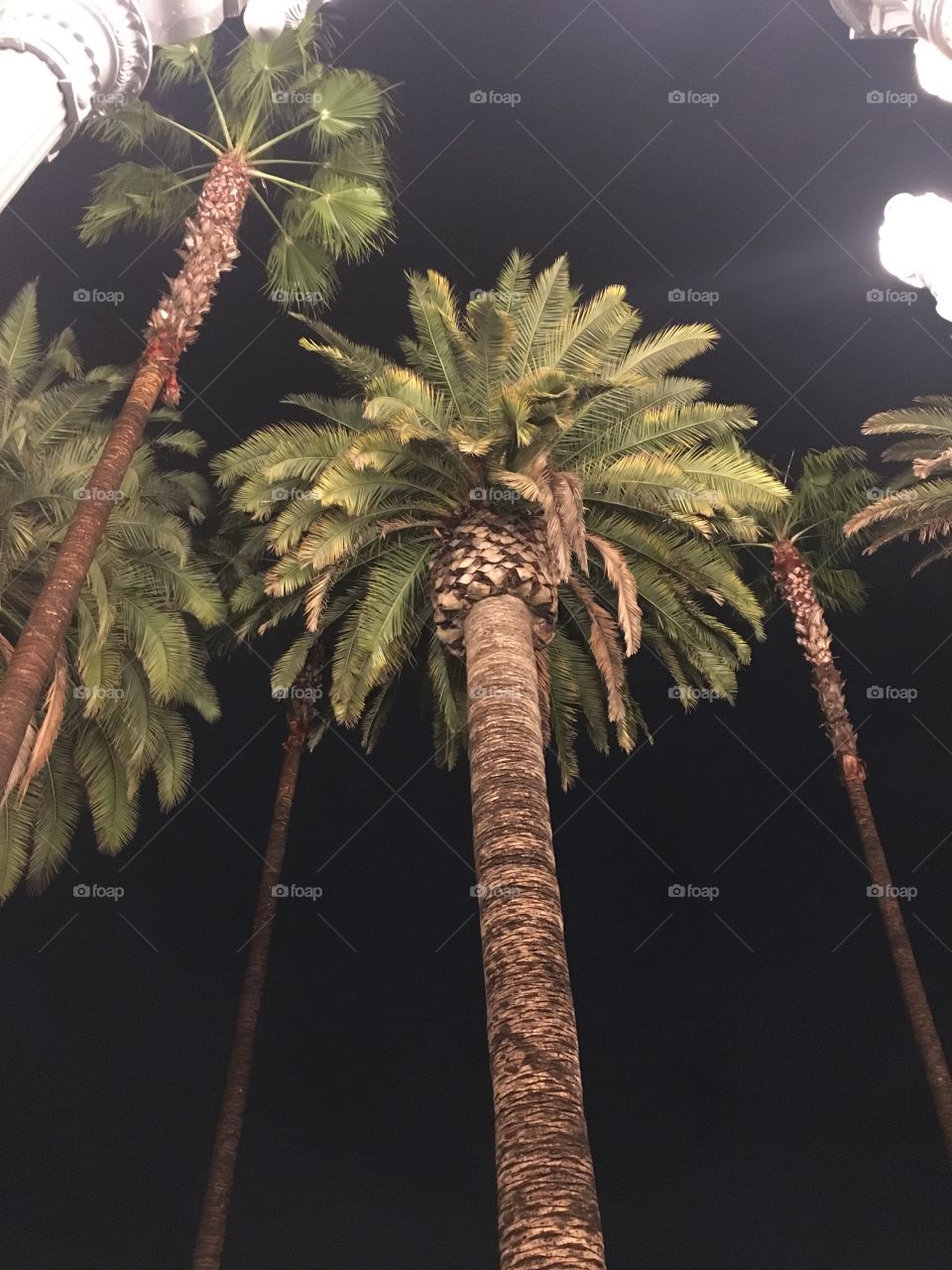 Night Palm 