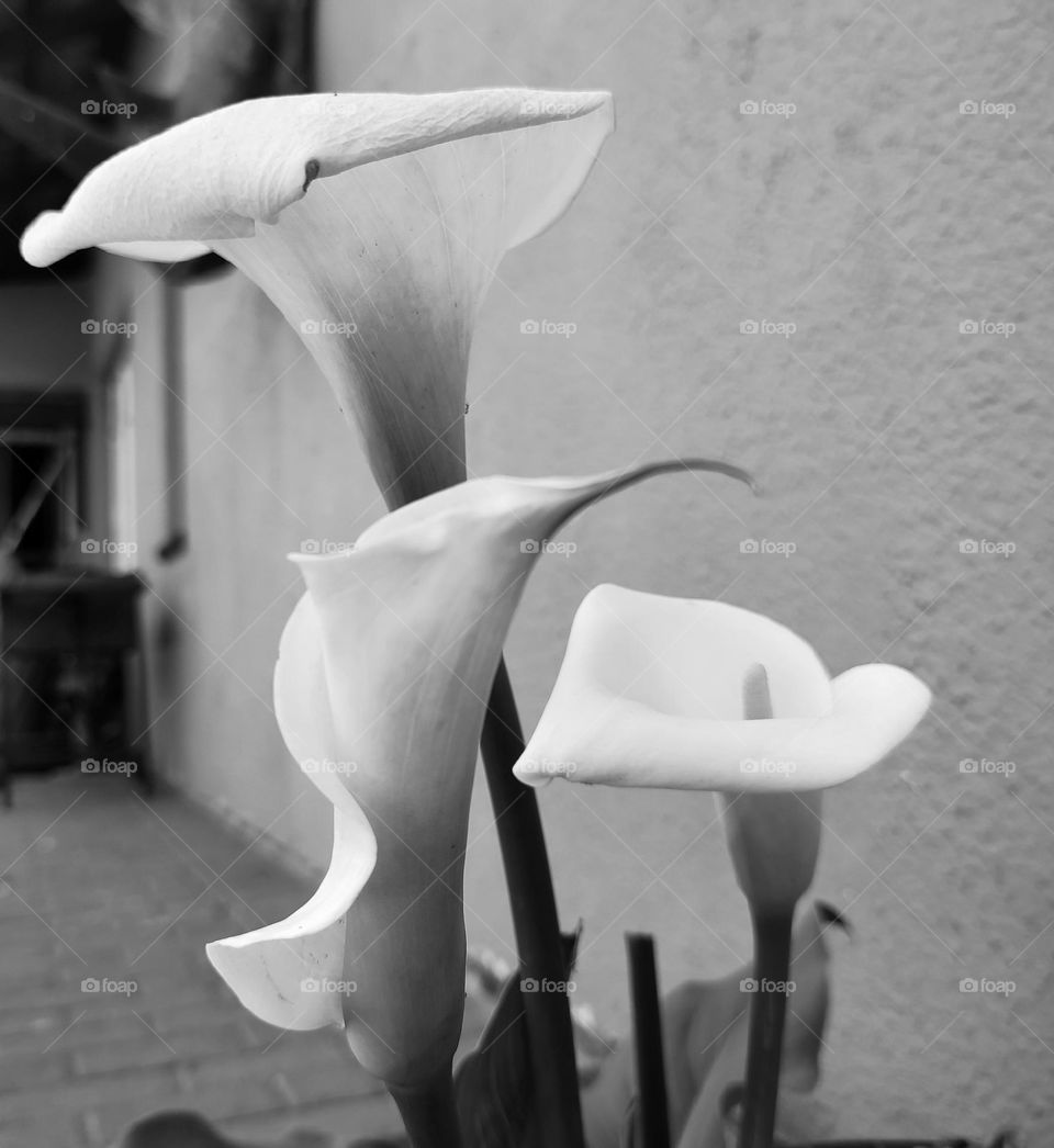 Arum-lily, flowers
