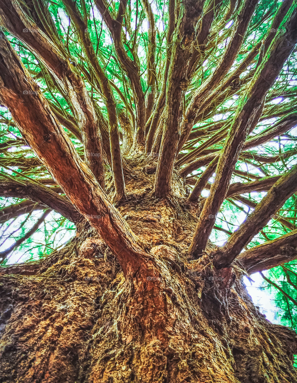 Looking upwards, through the branches and green foliage to glimpses of sky, from the base of a Coast Redwood tree