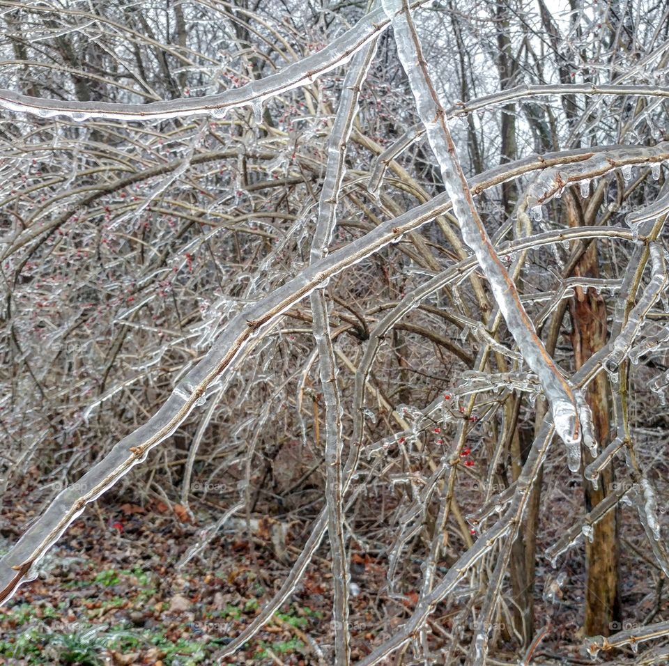 Jan 2017: A winter storm brought 3/4 inch of Ice from freezing rain in Farmington Missouri.